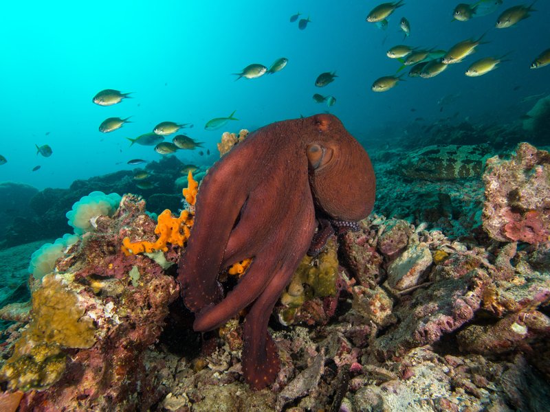 red octopus